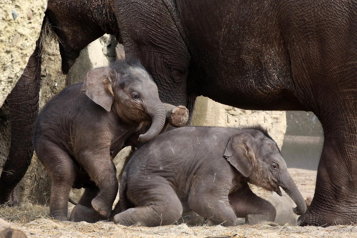 ARTIS-Park tickets met korting - afbeelding 6