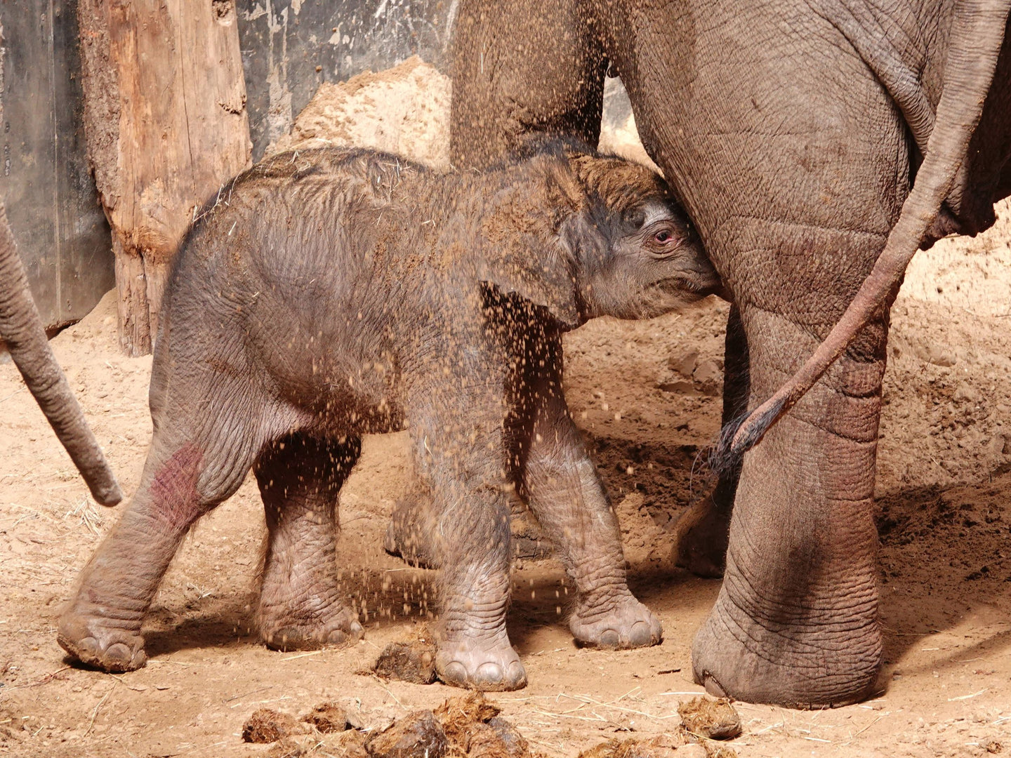 DierenPark Amersfoort - afbeelding 7
