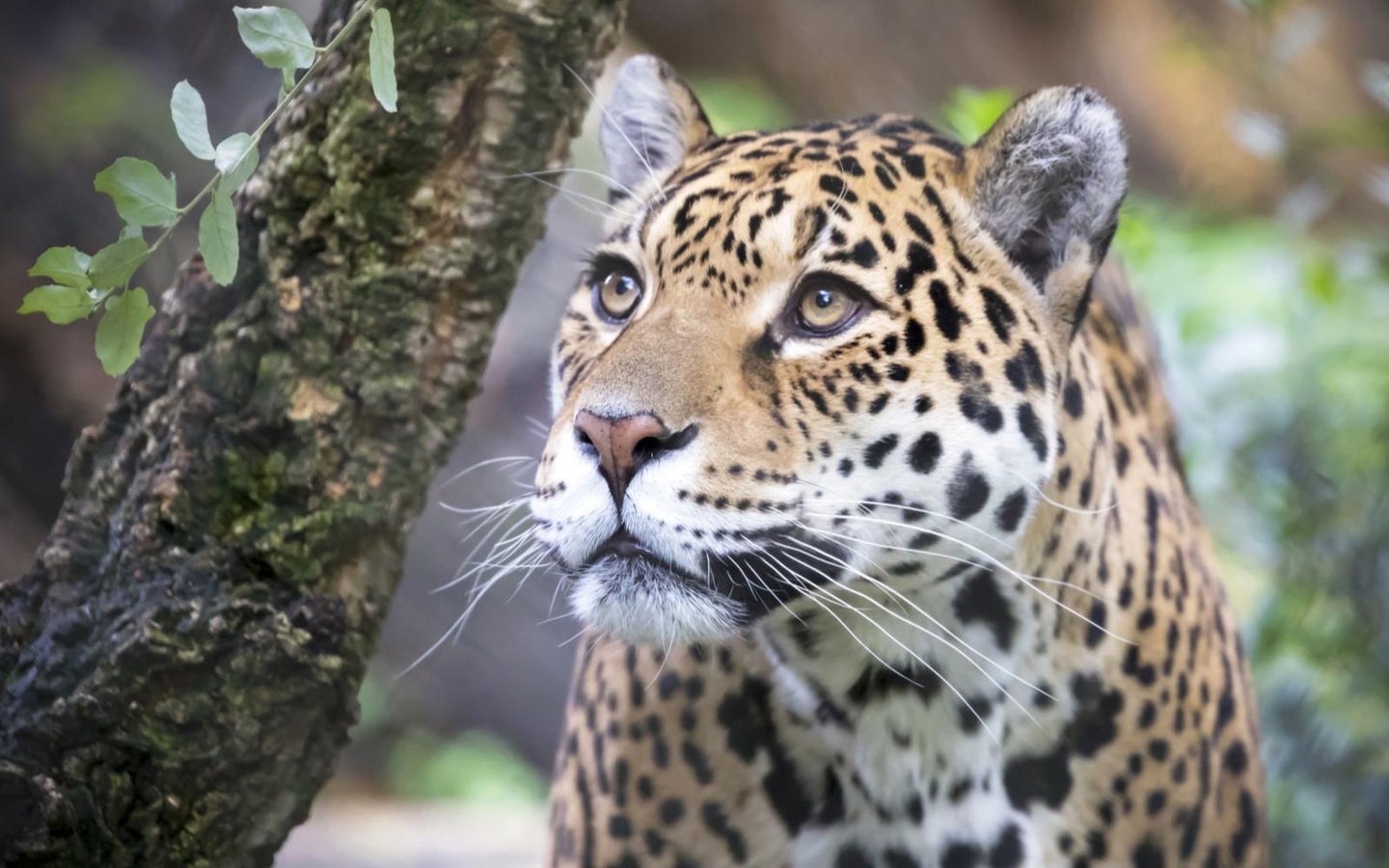 ARTIS-Park tickets met korting - afbeelding 11