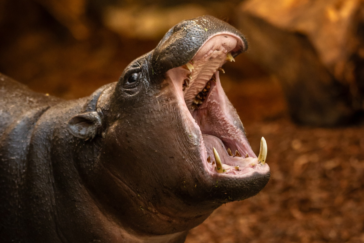 ZOO Antwerpen - afbeelding 5